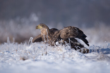 Ptak bielik na białym śniegu. © M