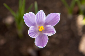 Blooming spring crocuses in the garden