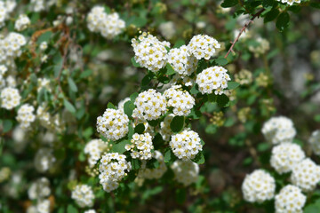 Van Houttes spiraea