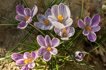 Blooming spring crocuses in the garden