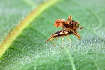 Chrysopa larvae live on wild plants, North China