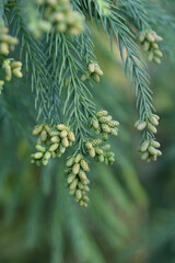 Japanese cedar