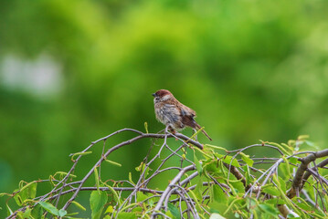 A beautiful sparrow sits on a tree branch in summer, the background is very blurred.