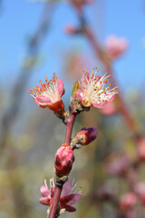 Peach tree Redhaven