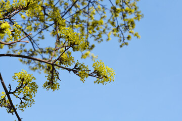 Norway maple