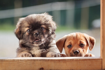 two adorable dogs a farmdog and a pekingese puppy looking at the camera