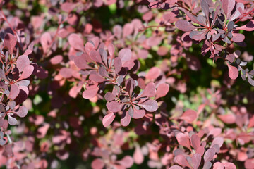 Purple Japanese barberry