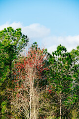 Fototapeta na wymiar red winter tree leaf in Florida