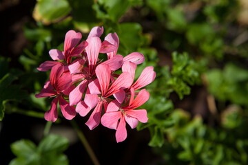 Blooming geranium in the garden