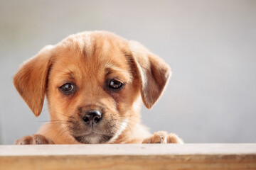 adorable danish swedish farmdog gardshund puppy dog looking at the camera