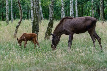 Female European moose (Alces alces) with cub.