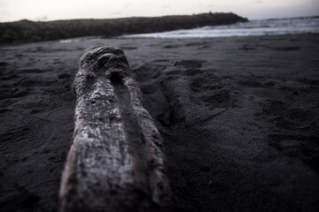 Fototapeta premium troncos playa