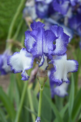 Tall bearded iris Blue Staccato