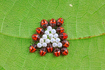 shieldbug inhabit wild plants in North China