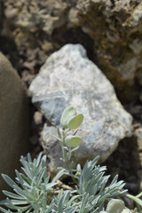 Velebit degenia