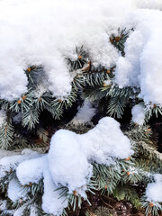Branches of coniferous trees under a thick layer of snow