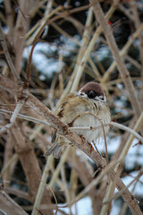 A sparrow sits on a branch in winter. Bird in nature.