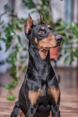 Portrait of a dog Doberman breed close-up in a city apartment.