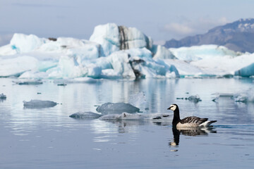 Barnacle geese swimming on Jokulsarlon glacier lagoon in Iceland
