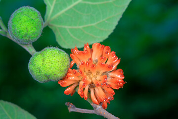 Flowers and fruits of Broussonetia papyrifera, North China