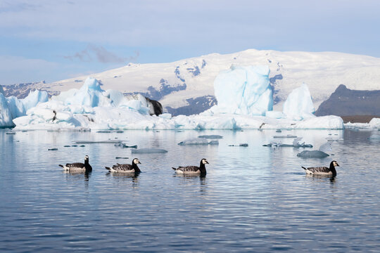 Barnacle geese swimming on Jokulsarlon glacier lagoon in Iceland