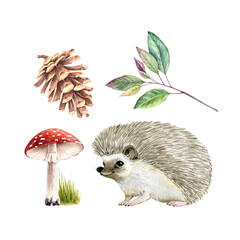 Watercolor set of cute hedgehog with botanical elements and mushrooms. hand painted on white background