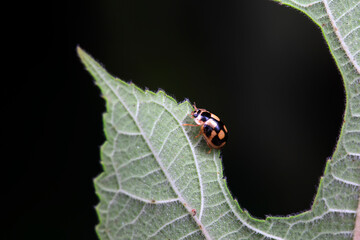 Ladybugs live on wild plants in North China