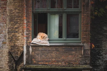Poster Fidel was a popular dog along the Gronerei Canal who often rested his head out the window for tourists to photograph in Bruges, Belgium © Stephen