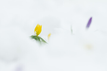 winter aconite covered with snow