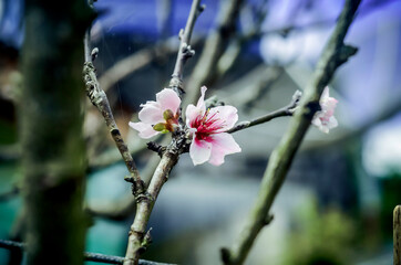 flouers