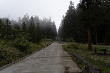 Forest Hell-Bourg La Reunion island road