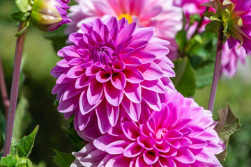 Background with detail of natural pink dahlias © Miguel Ángel RM