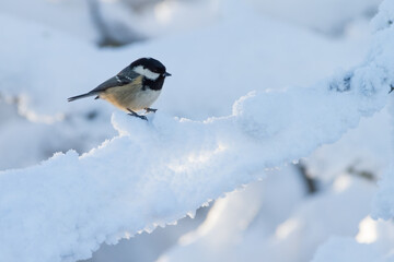 Naklejka premium coal tit (Parus ater) in winter