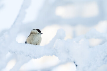 willow tit in winter on a snowy branch