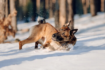 Belgian shepherd malinois dog running in the snow. Dog in winter forest