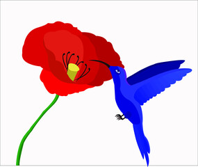 A bird Colibri flying around a poppy flower.