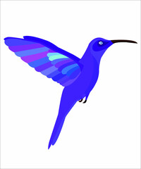 A beautiful bird called a colibri.