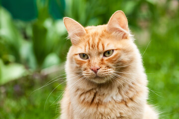 young red cat on green background