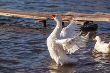 A white, domestic goose on the lake flaps its wings, creating a spray.