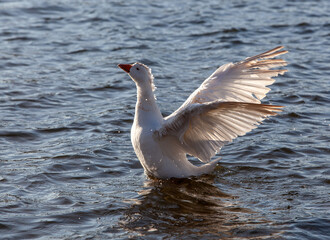 A white, domestic goose on the lake flaps its wings, creating a spray.