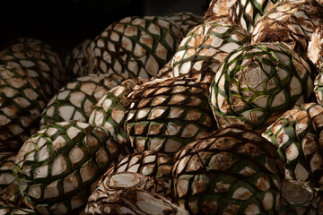 Piña de agave azul Tequilana Wever para la elaboración de Tequila.