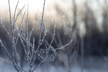 morning sun through frost covered branches