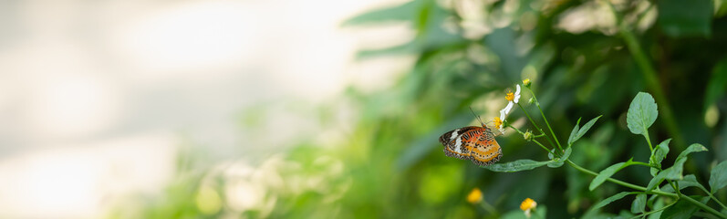 View of beautiful orange butterfly on green nature blurred background in garden with copy space using as background insect, natural landscape, ecology, fresh cover page concept.