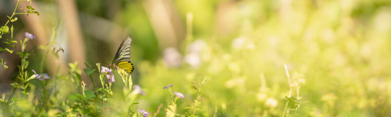 Obraz premium View of beautiful Golden Birdwing butterfly on green nature blurred background in garden with copy space using as background insect, natural landscape, ecology, fresh cover page concept.