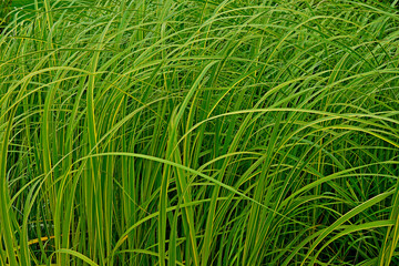 Close up of ornamental grass Carex dolichostachya 'Kaga-nishiki' 'Golden Fountain'