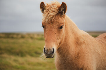 Portrait of a golden Icelandic horse (Equus ferus caballus) in Southern Iceland near the small town of Vik.