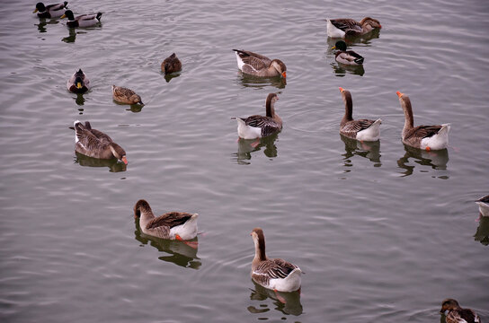 country goose swimming in lake © Farkhad