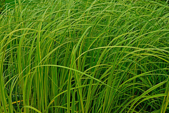 Close Up Of Ornamental Grass Carex Dolichostachya 'Kaga-nishiki' 'Golden Fountain'