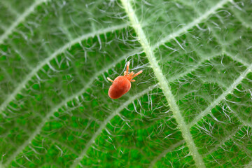 Red spider perches on wild plants, North China