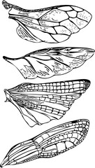 Hand drawn illustration of a feather